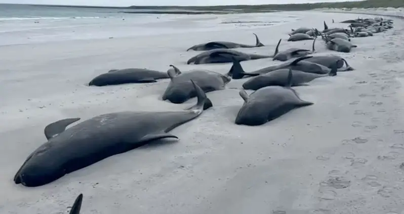 A Pod Of 77 Pilot Whales Died After Washing Up On A Scottish Beach In A Rare Mass Stranding Incident