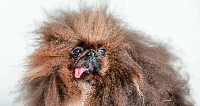 This Eight-Year-Old Pekingese Has Just Been Named The World’s Ugliest Dog