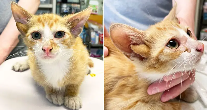 A Four-Eared Kitten Named Audio Was Just Rescued By An Animal Shelter In Tennessee