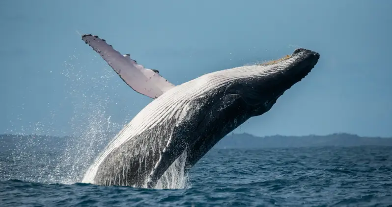 New Study Finds That Humpback Whales Make And Use Complex Tools To Catch Their Prey