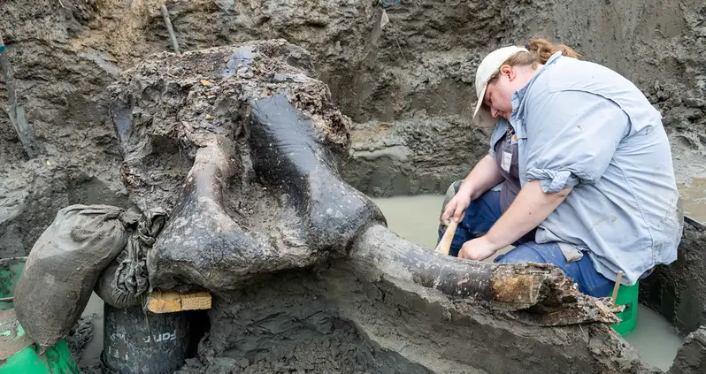 13,600-Year-Old Mastodon Skull Unearthed In An Iowa Creek