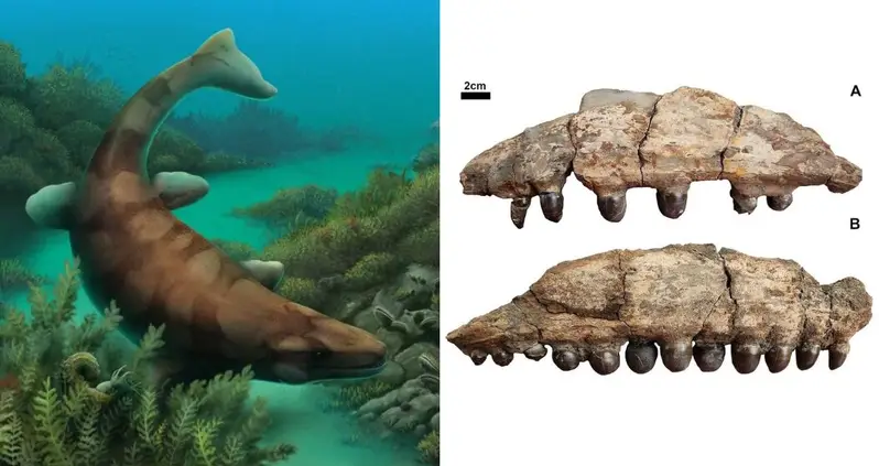 Fossil Hunter In Texas Unearths The Fossilized Jaw Of A Prehistoric ‘Sea Monster’