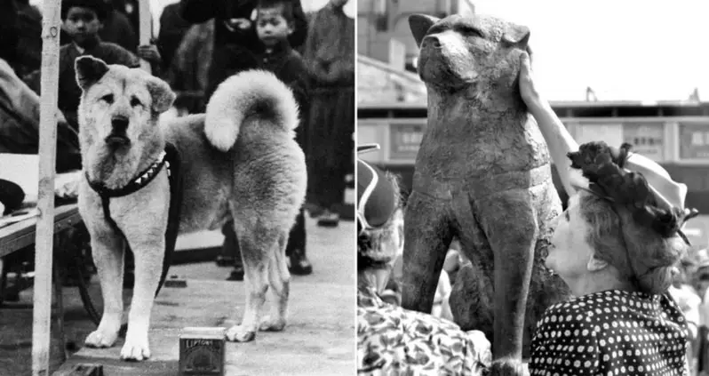 The Heartwarming Story Behind The Hachikō Statue, The Bronze Dog That Watches Over A Tokyo Train Station