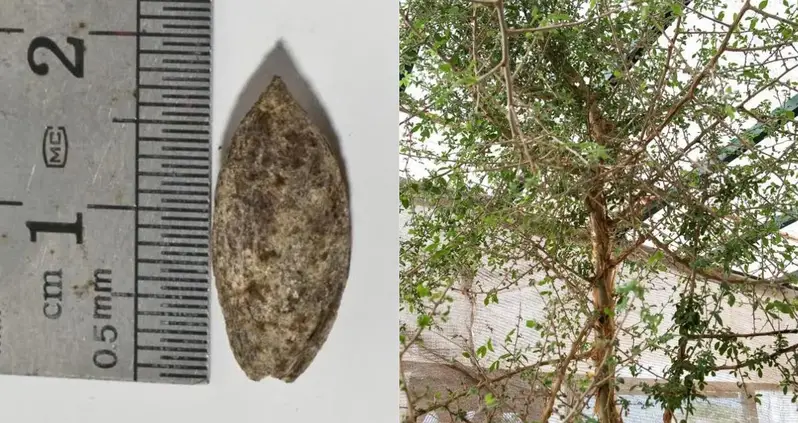 Scientists Grow A ‘Lost Tree’ Described In The Bible From A Mysterious Ancient Seed Found In The Judean Desert