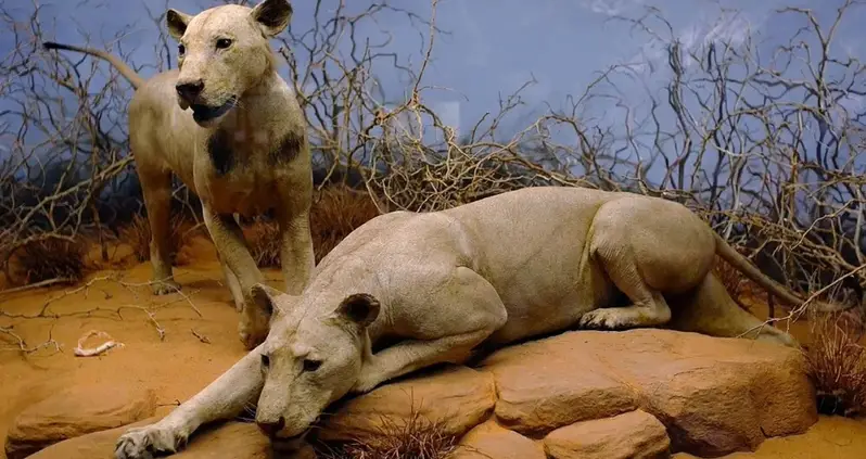 DNA Analysis Just Revealed The Diet Of The Infamous Lions Known As The ‘Man-Eaters Of Tsavo’