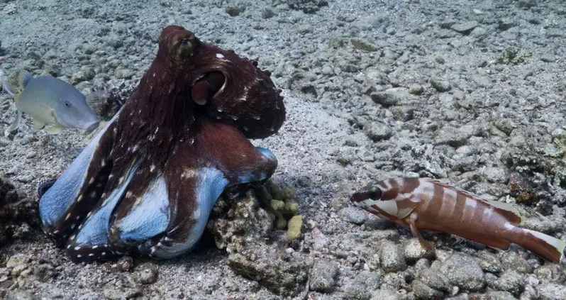 Some Octopuses Hunt With Packs Of Fish — And Punch Those That Don’t Cooperate