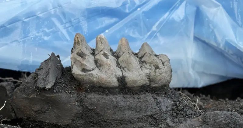 A New York Homeowner Just Stumbled Upon The Intact Jaw Of A Mastodon While Doing Yardwork