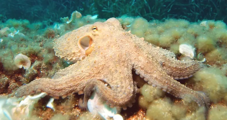 When Humans Go Extinct, An Oxford Professor Believes Octopuses Will Be The Next To Build Civilizations On Earth