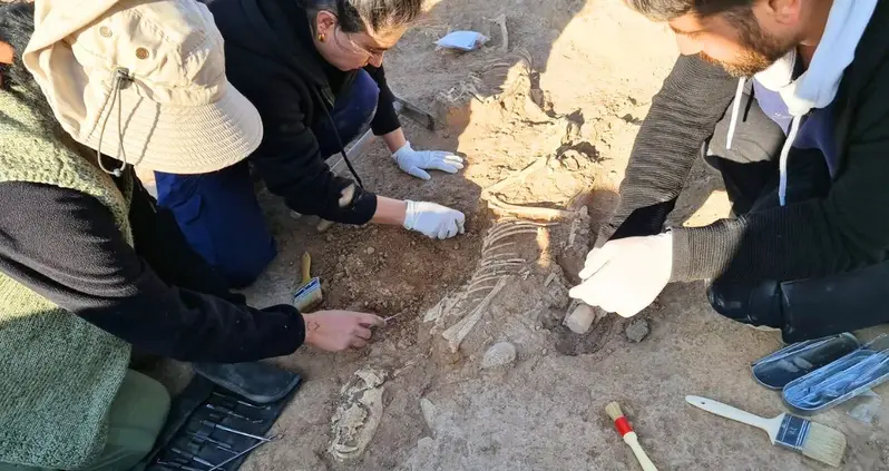 Archaeologists Just Unearthed Ritual Burials Of Four Dogs From 700 B.C.E. In The Sacred City Of Harran, Türkiye