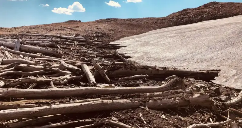 Melting Ice Reveals A Long-Lost Prehistoric Forest In Wyoming