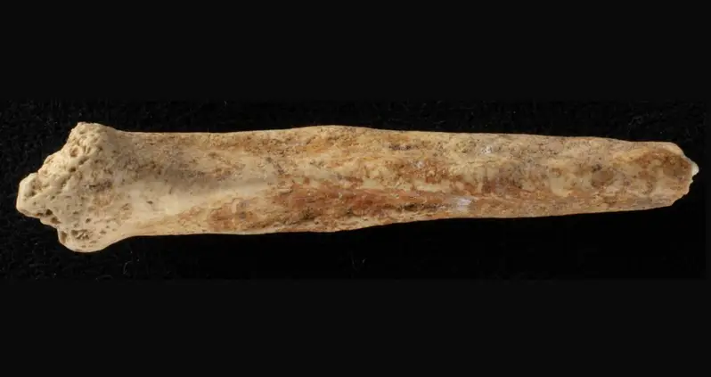 Dog Penis Bone Found In A 2,000-Year-Old Quarry Shaft Near London May Have Been Used For Roman Fertility Rituals