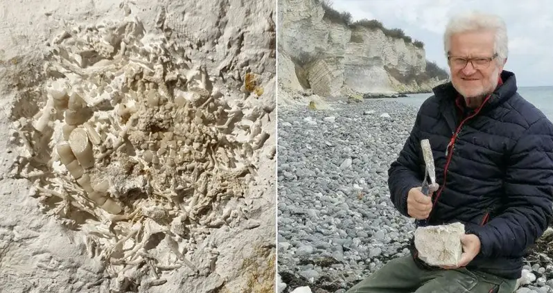 Amateur Fossil Hunter Discovers 66-Million-Year-Old Fish Vomit On A Beach In Denmark