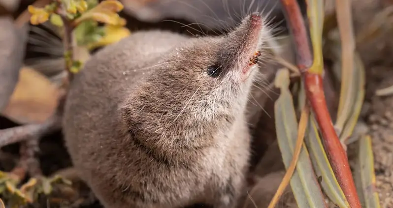 This Tiny And Elusive Shrew Species Was Just Captured On Camera For The Very First Time