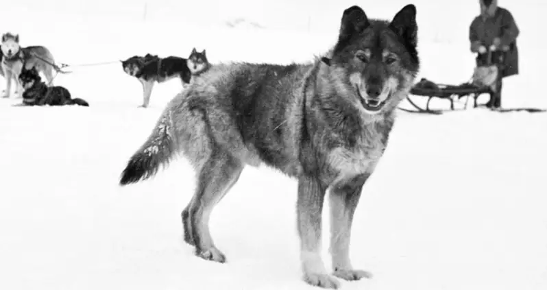 Meet Togo, The Brave Sled Dog Who Led His Team Through The Longest Leg Of The 1925 Nome Serum Run