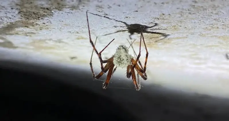 Scientists Discover A New Fungus That Creates ‘Zombie Spiders’ In Ireland