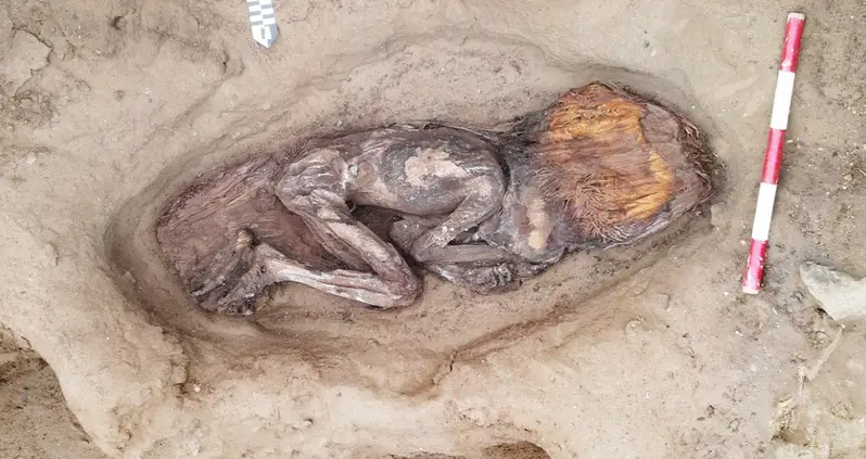 Archaeologists In Peru Uncover The 5,000-Year-Old Grave Of An Elite Woman Buried With A Toucan’s Beak