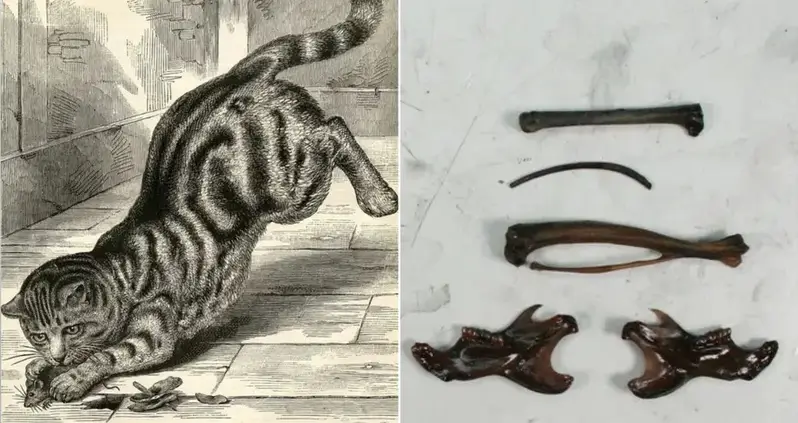 Study Of Centuries-Old Feline Remains Shows The First Domestic Cats In North America Died In A Shipwreck Off The Florida Coast In 1559