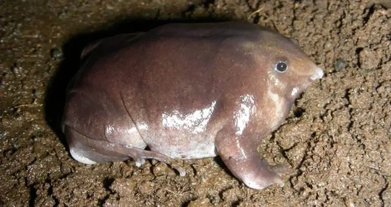 Scientists In India Discover A New Species Of Frog That Looks Like A Pig