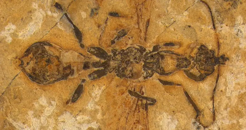Scientists Just Discovered A 113-Million-Year-Old Fossilized ‘Hell Ant’ — And It’s The Oldest Ant Fossil Ever Found