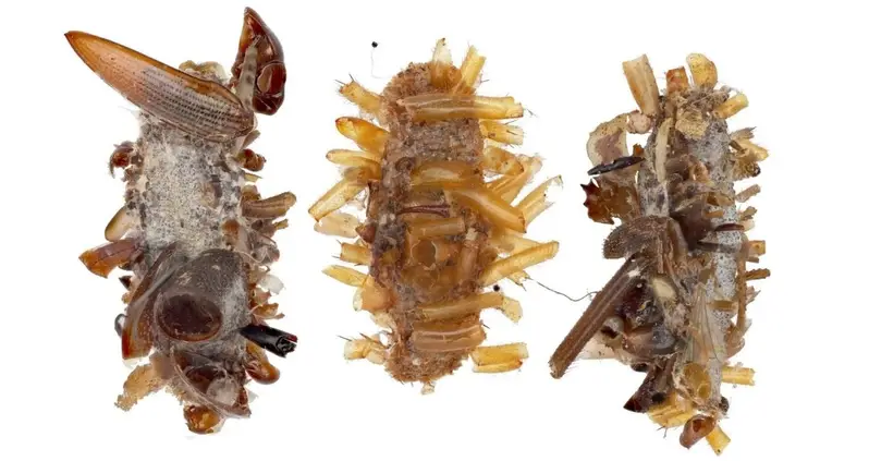 Scientists Just Identified A Caterpillar That Wears The Corpses Of Other Bugs As Camouflage
