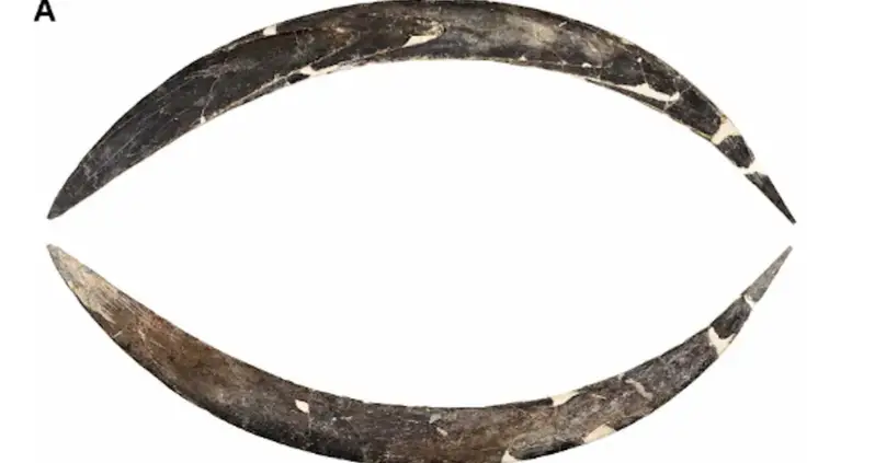 The World’s Earliest Known Boomerang Is Even Older Than Previously Thought, New Study Finds