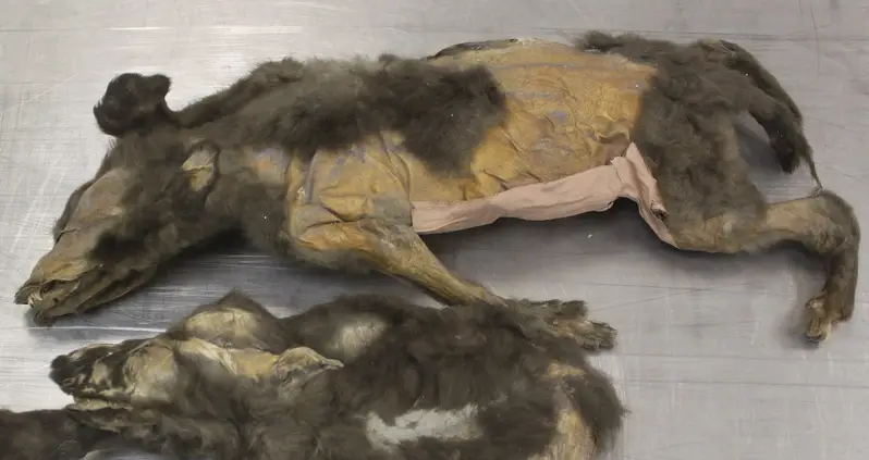 Scientists Just Uncovered The Story Behind Two 14,000-Year-Old Wolf Puppies Found Perfectly Preserved In The Siberian Permafrost