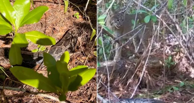 A Bobcat In Florida Killed And Ate A 13-Foot Python For The First Time On Record