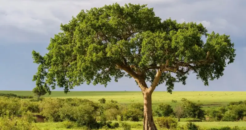 Scientists Just Learned That Some Species Of Fig Trees Can Convert Carbon Dioxide Into Limestone
