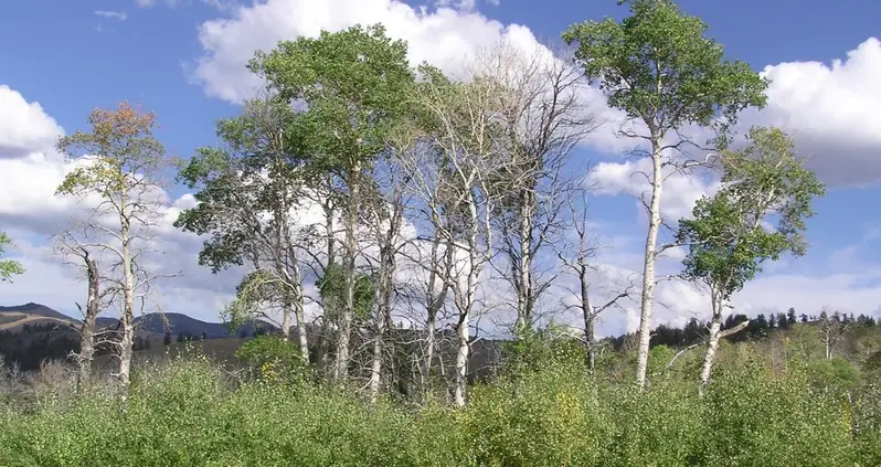 Aspen Trees In Yellowstone Are Flourishing For the First Time In 80 Years — Thanks To Gray Wolves