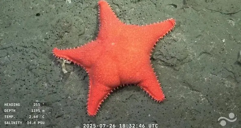 Scientists Just Documented A ‘Big-Butt Starfish’ On The Atlantic Seafloor Off The Coast Of Argentina