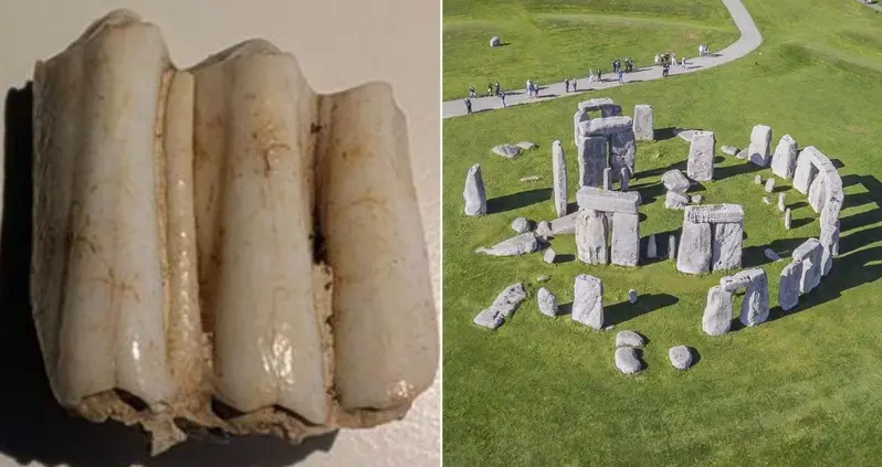 A Cow’s Tooth Found At Stonehenge Is Revealing More About How The Ancient Monument Was Built