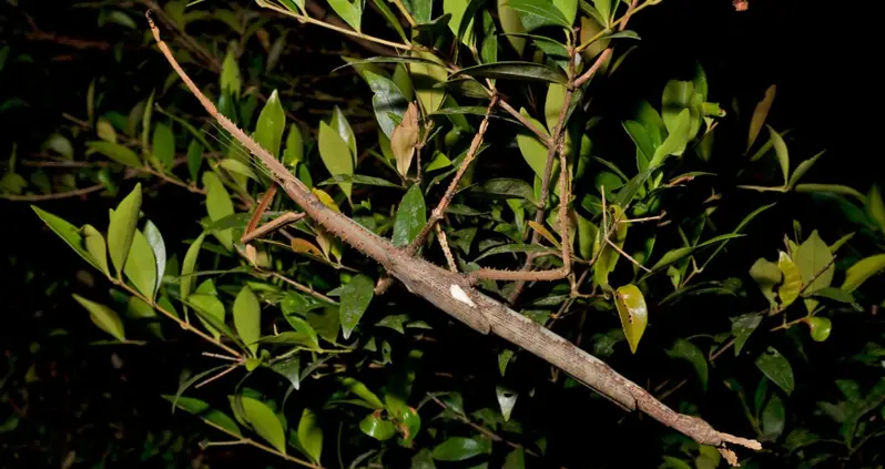 Scientists In Australia Just Discovered A New Giant Stick Insect That’s 15 Inches Long And Weighs Almost As Much As A Golf Ball