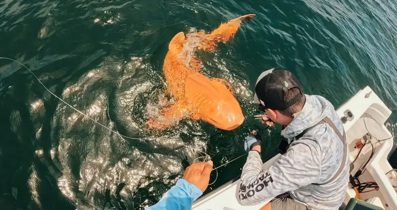 Rare Orange Shark With White Eyes Spotted Off The Coast Of Costa Rica
