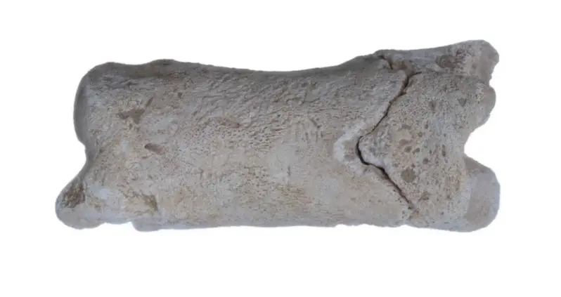 Archaeologists In Egypt Just Identified A 3,300-Year-Old Bone Whistle That May Have Been Used By An Ancient ‘Police Officer’