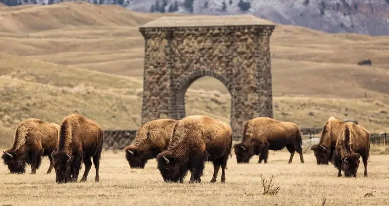 A New Study Reveals How Bison Are Revitalizing Yellowstone’s Ecosystem