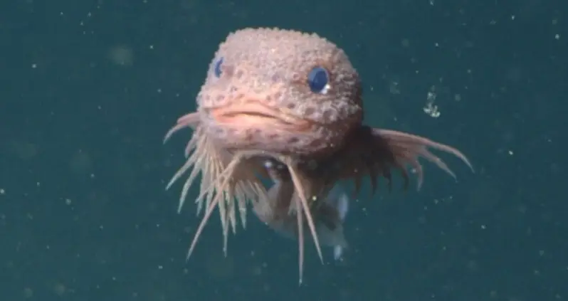 Scientists Discovered This ‘Adorable’ Deep-Sea Snailfish Off The California Coast