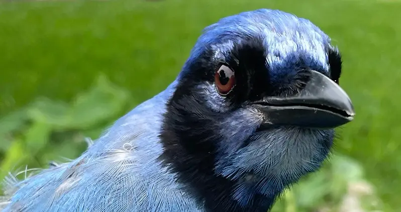 Biologists In Texas Just Identified The ‘Grue Jay,’ The First Known Hybrid Of A Blue Jay And A Green Jay