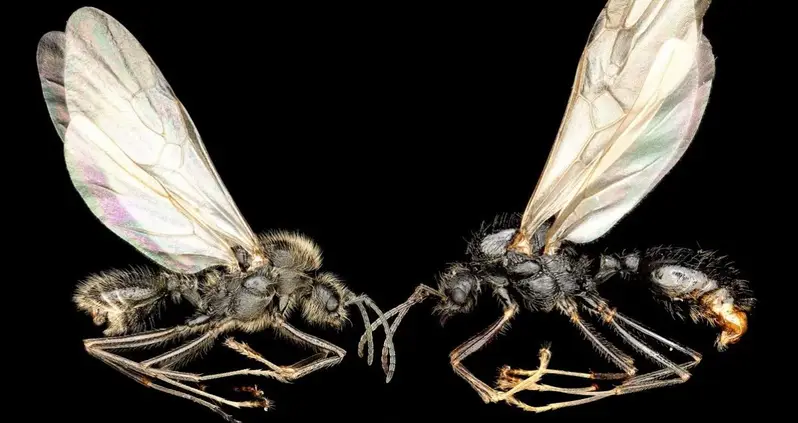 Iberian Harvester Ant Queens Can Give Birth To A Different Ant Species — To Breed Hybrid Ants That They Use As Workers