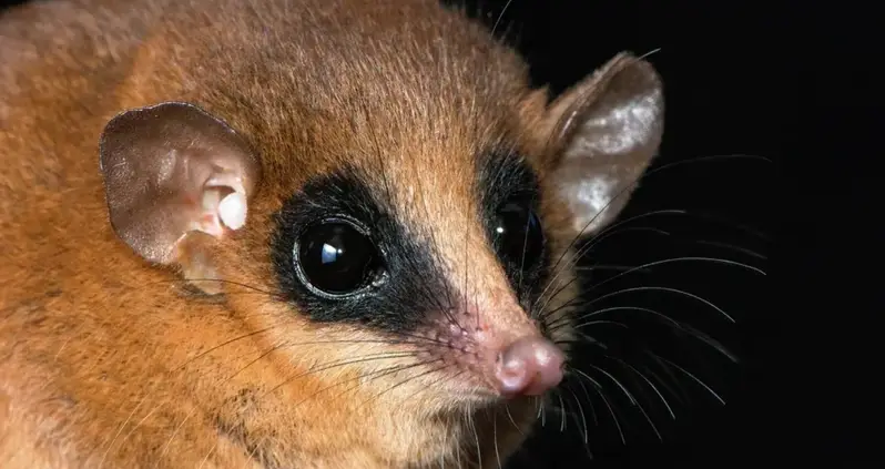 Researchers Discover A Mysterious New Species Of Marsupial In The ‘Cloud Forests’ Of Peru