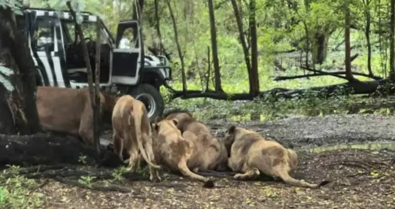 Lions At A Safari Park In Thailand Just Ate A Zookeeper Alive In Front Of Horrified Tourists