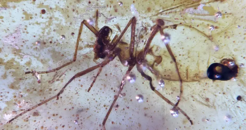 Prehistoric Spiderweb, Beetles, And Wasps Perfectly Preserved In Amber Have Been Unearthed In The Amazon