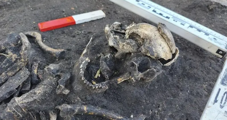 Gas Pipeline Workers In Poland Just Found A Medieval Cemetery Filled With 24 Men Buried Alongside Their Weapons