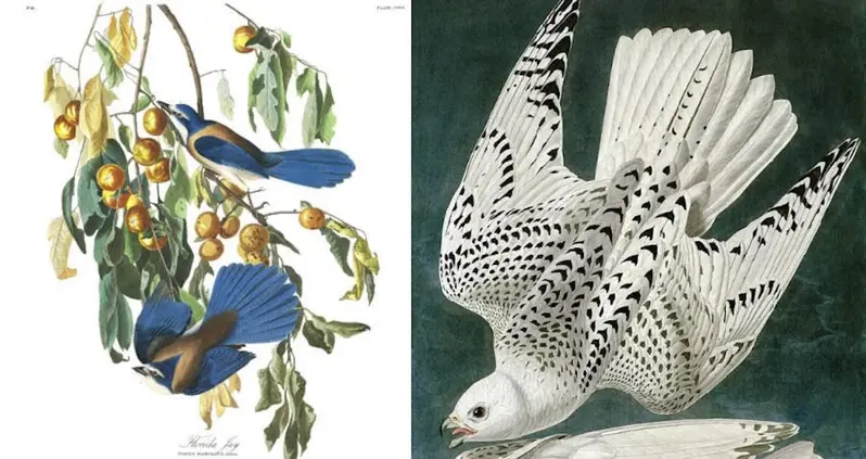 33 Breathtaking Illustrations Of America’s Birds By John James Audubon