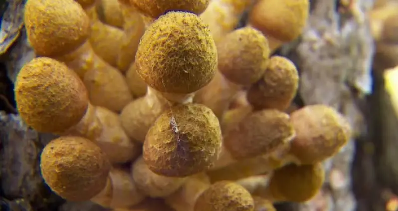 Oregon’s Humongous Fungus: The Incredible Story Of The Largest Organism In The World