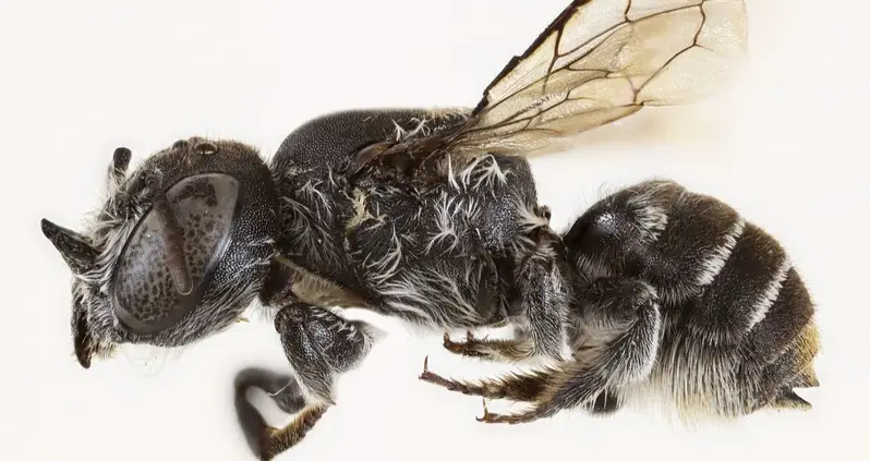 Scientists In Australia Just Announced The Discovery Of A Horned Bee That They’ve Named ‘Lucifer’