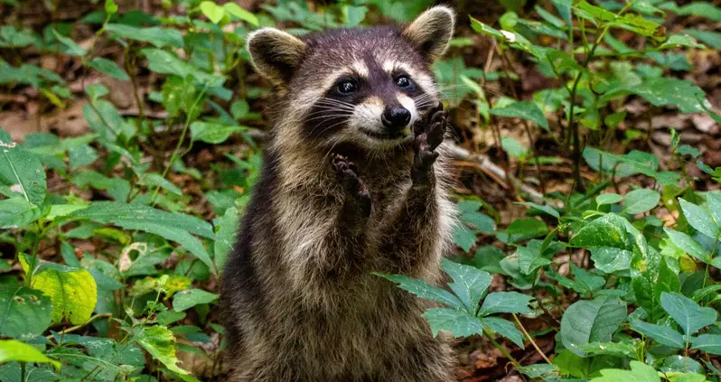 City Raccoons Are Domesticating Themselves — And Evolving To Be More Like Pets To Get Our Trash
