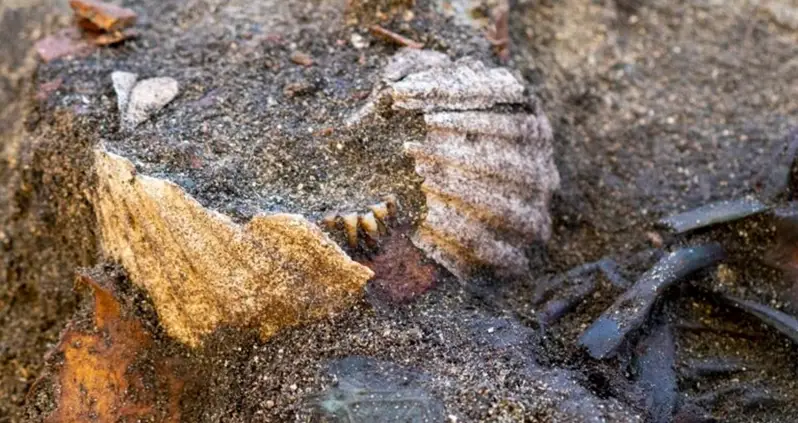 A Metal Detectorist In Norway Uncovered The 1,200-Year-Old Skeleton Of A Female Viking — Who Was Buried With Seashells On Her Mouth