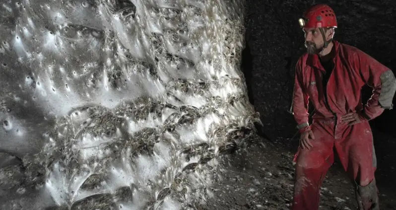 Scientists Have Discovered The World’s Largest Spider Web That Covers 1,140 Square Feet