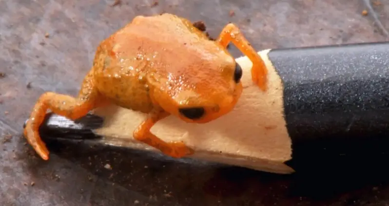 A Tiny New Species Of Pumpkin Toadlet Has Been Discovered In The Mountains Of Brazil