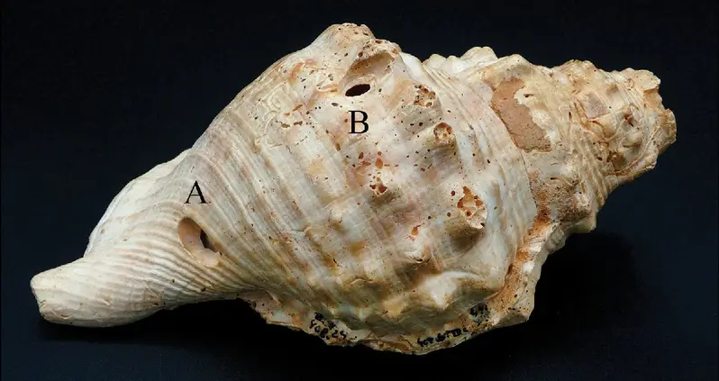 These Trumpet-Like Conch Shells Found In Spain May Have Been Used For Communication 6,000 Years Ago